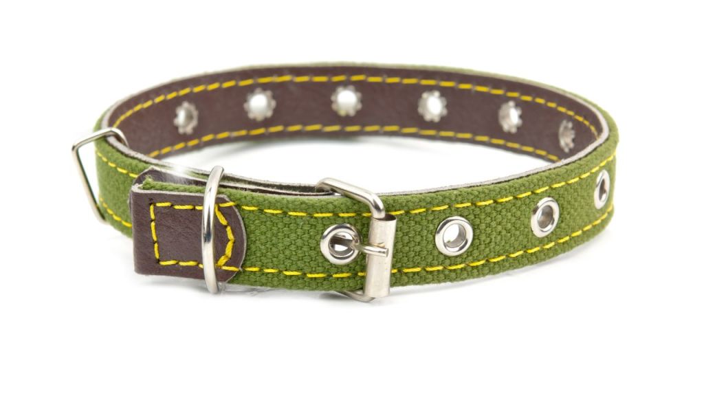 Dog collar print-on-demand companies featured image