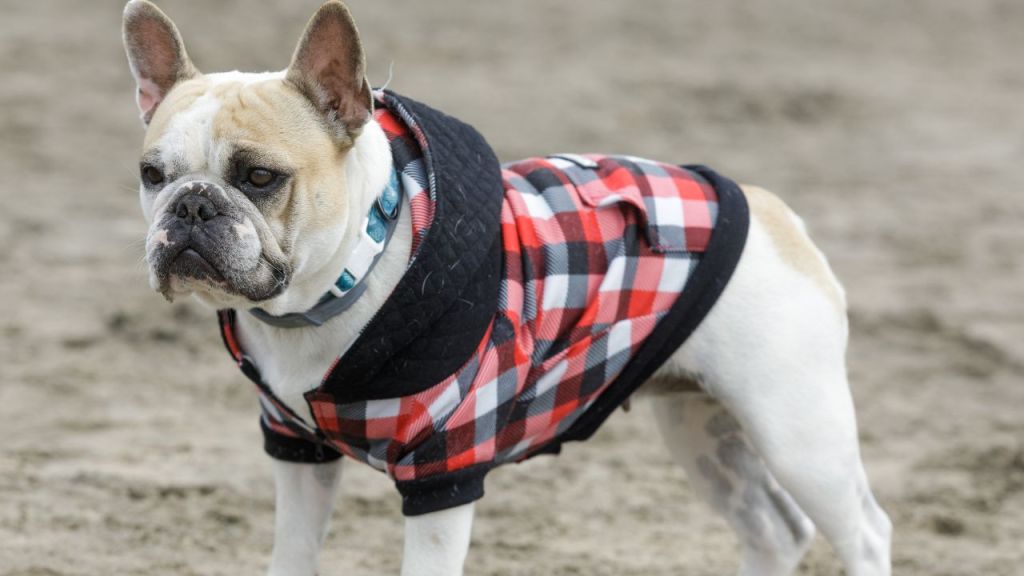 Dog hoodie print-on-demand suppliers featured image