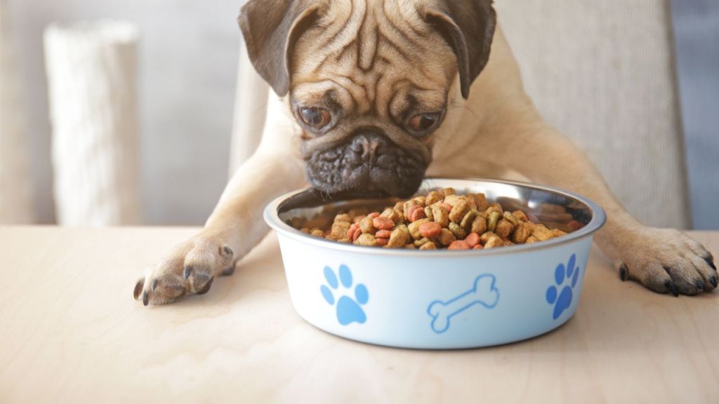 Pet bowl print-on-demand companies featured image