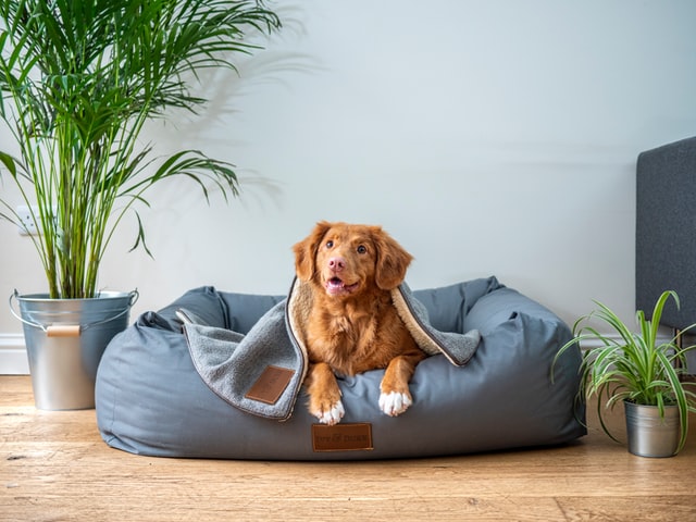 21 Best Pet Clothing & Pet Supply Dropshipping Suppliers (USA/UK/EU/China)